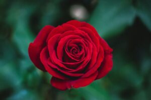 薔薇