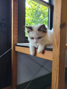 猫ルームの子猫ちゃん