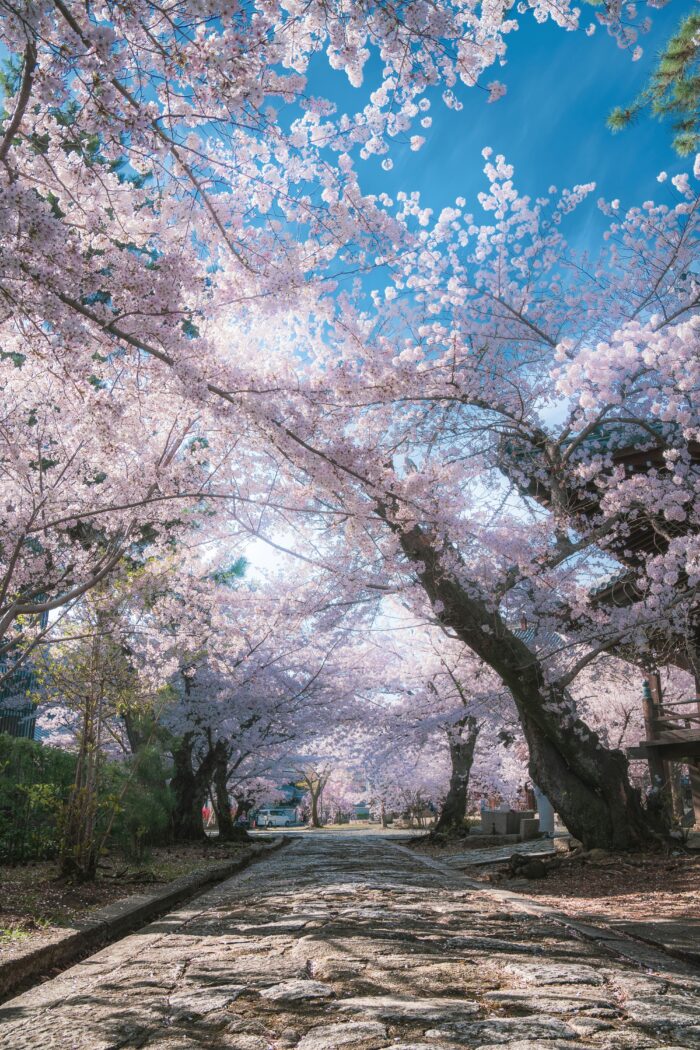 桜の道