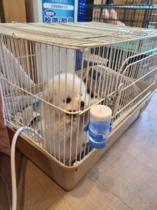 わたあめ