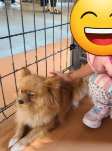 小型犬とふれあいルーム2