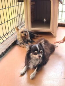 小型犬とふれあいルーム