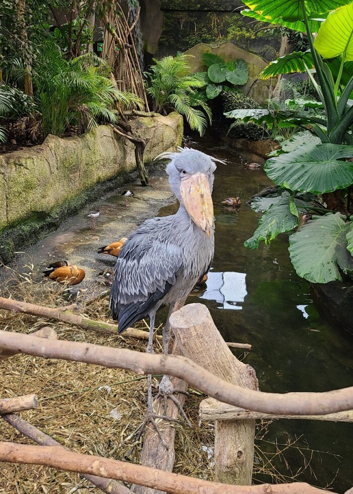 ハシビロコウ