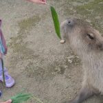 カピバラへの餌やり体験