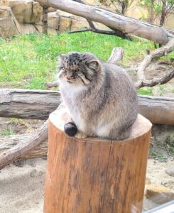 11月のマヌルネコもふもふ