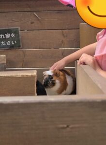 モルモットとふれあい