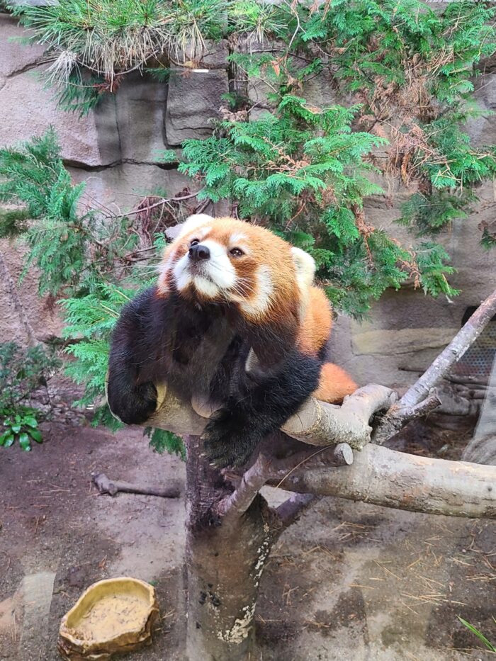 レッサーパンダ