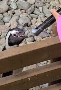 ペンギンへの餌やり体験