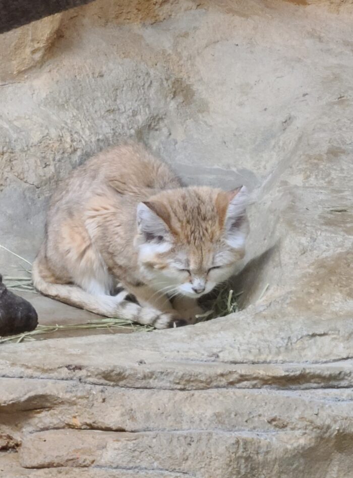 砂漠の天使、スナネコ