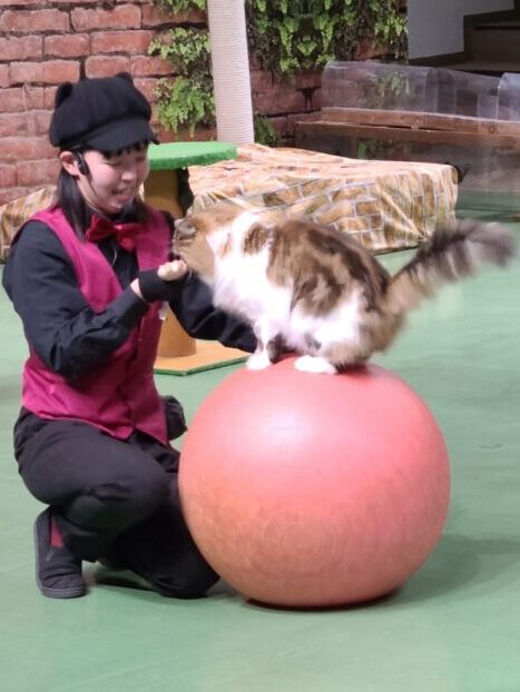 可愛すぎるキャッツショー