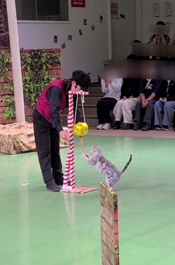 くす玉猫ちゃん