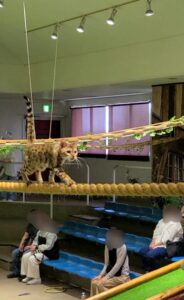 綱渡り練習中の猫ちゃん